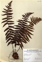 藏品(深山鱗毛蕨)的圖片
